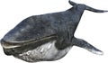 Humpback Whale, Marine Animal, Isolated