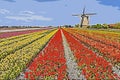 Illustration of a Rainbow color tulip farm Royalty Free Stock Photo