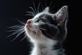 Illustration of grey and white kitten looking up, high quality, high resolution Royalty Free Stock Photo