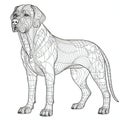 Image of a dog breed Rhodesian Ridgeback on a white background Royalty Free Stock Photo