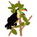 toucan bird on branch