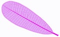 Illustration image of violet veins of Plumeria leaf