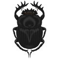 Illustration of insect, dung beetle Royalty Free Stock Photo