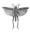 Illustration of insect prus or italian locust Caloptenus Itallicus in the old book The Encyclopaedia Britannica, vol. 14, by C.