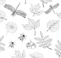 Illustration insects and plants