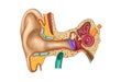 Internal ear Royalty Free Stock Photo