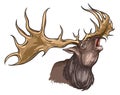 Irish elk