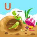 Illustration Isolated Alphabet Letter U-umbrella,uguisu,ukulele