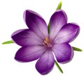 illustration of isolated crocus flower. Generative AI