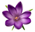 illustration of isolated crocus flower. Generative AI