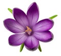 illustration of isolated crocus flower. Generative AI