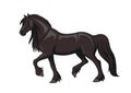 Friesian horse trotting