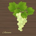 Illustration of isolated grapes