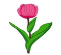 Illustration of Isolated tulips flowers