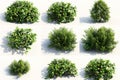 Of isolated vegetation, green bush on white background, shown from multiple angles with different sizes and shapes, in a low Royalty Free Stock Photo