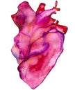 Illustration isolated watercolor scarlet heart on a white background.