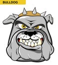 Illustration isolated of a wild and angry bulldog Royalty Free Stock Photo