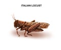 Italian locust Prus