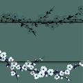 Illustration of japanese cherry blossom on pink background