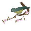 Nightingale spring cherry tree branch