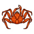 Illustration of japanese spider crab. Design element for logo, label, sign, emblem, poster.