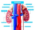 Illustration of Kidney Royalty Free Stock Photo