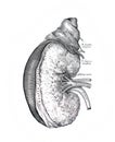 The illustration of the kidney and adrenal gland in the old book die Anatomie des Menschen, by C. Heitzmann, 1875, Wien Royalty Free Stock Photo