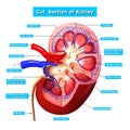 Illustration of Kidney cross section with names Royalty Free Stock Photo