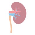 Illustration of kidney internal organ. Human body anatomy. Health care and medical icon.