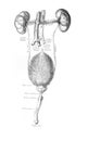 The illustration of kidneys and genitourinary system in the old book die Anatomie des Menschen, by C. Heitzmann, 1875, Wien