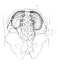 The illustration of kidneys, tailbone and spine in the old book die Anatomie, by Fr. Merkel, 1899, Braunschweig
