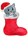 Kitten with santa`s hat inside red christmas stocking, watercolor painting design for winter holidays Royalty Free Stock Photo