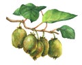 Illustration of kiwi plant Actinidia chinensis a branch with leaves and fruits.