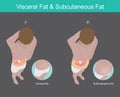 Visceral Fat & Subcutaneous Fat Illustration. Illustration knowledge of the abdomen visceral fat in human