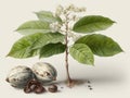 An illustration of kola nuts on the tree and on the ground Royalty Free Stock Photo