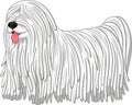 Komondor dog breed