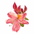 Illustration of korean azalea rhododendron isolated.