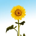 Illustration of ladybug on sunflower Royalty Free Stock Photo