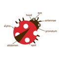 Ladybug vocabulary part of body.vector