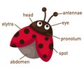 Illustration of ladybug vocabulary part of body