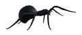 Illustration of a large black hairy spider walking forward isolated on a white background