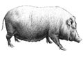 Illustration with a large pig