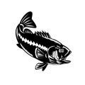 Largemouth Bass Diving Down Black and White Retro Woodcut Royalty Free Stock Photo