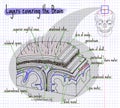 Illustration layers of the structure of the human brain
