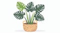 An illustration of a leaf plant growing in a basket with a tall palm stem. Large leaves, green natural decor. House Royalty Free Stock Photo