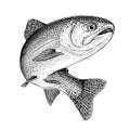 Illustration of a leaping Rainbow Trout