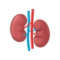 Illustration of left and right kidney. Human internal organ. Concept of urinary system endocrine system. Detailed flat