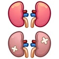 Illustration of left and right kidney. Human internal organ. Concept of urinary system endocrine system. Detailed flat vector