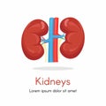 Illustration of left and right kidney