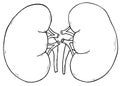 Illustration of left and right kidney. Outline